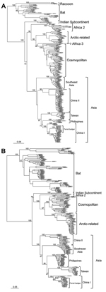 Thumbnail of Phylogenetic relationships of major rabies virus groups based on (A) nucleoprotein and (B) glycoprotein gene sequences. The trees were constructed by the maximum-likelihood method based on the general time-reversible nucleotide substitution model. Numbers close to the node are from 100 bootstrap replications. The definition of major clades was based on the work of He et al. (16) and Bourhy et al. (17). Scale bar indicates nucleotide substitutions per site.