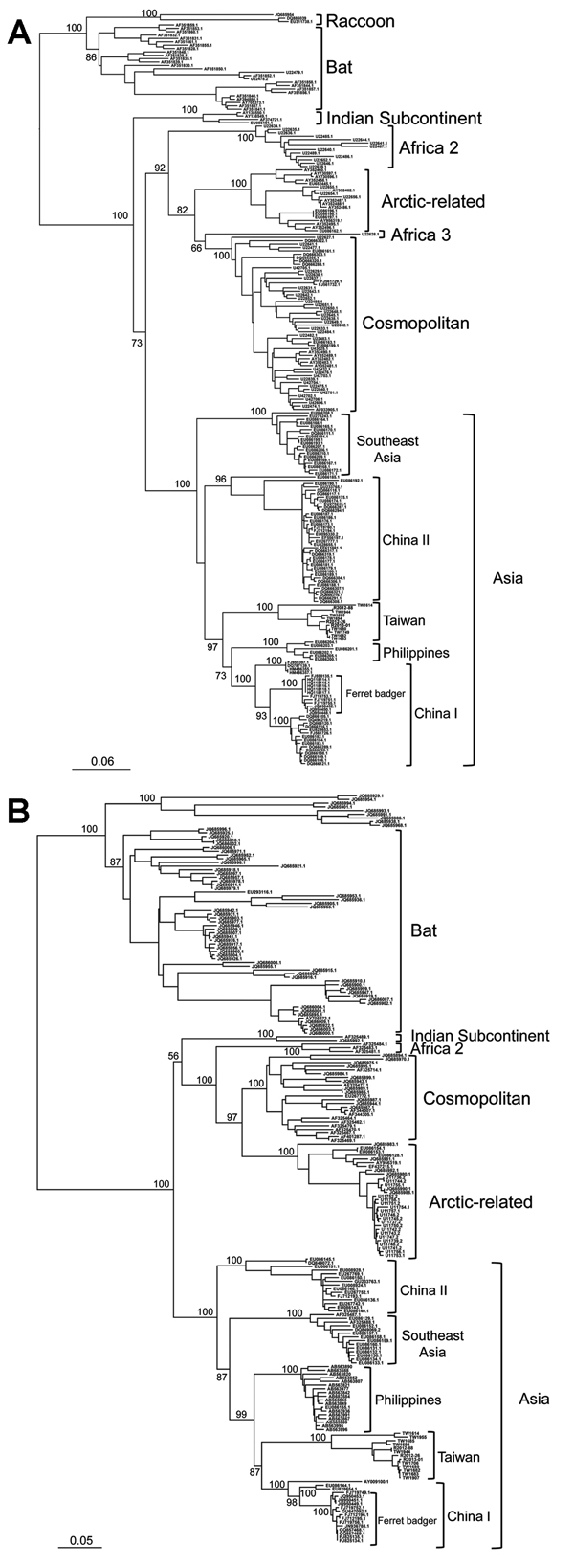 Phylogenetic relationships of major rabies virus groups based on (A) nucleoprotein and (B) glycoprotein gene sequences. The trees were constructed by the maximum-likelihood method based on the general time-reversible nucleotide substitution model. Numbers close to the node are from 100 bootstrap replications. The definition of major clades was based on the work of He et al. (16) and Bourhy et al. (17). Scale bar indicates nucleotide substitutions per site.