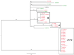 Thumbnail of Maximum-likelihood tree of population structure of Salmonella enterica serovar Enteritidis isolates obtained in New York and neighboring states, USA. The tree was inferred by using a general time-reversible model with a gamma distribution and was inferred to be the best fit model by the maximum-likelihood method implemented in MEGA 5.1 (22). Values on branches are bootstrap values based on 150 bootstrap replicates. Note the well supported and distant cluster associated with the long