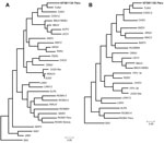 Thumbnail of Maximum likelihood phylogenetic trees of the small (S; panel A) and medium (M; panel B) segments of the hantavirus identified in this study in Peru (boldface) compared with segments of hantaviruses from throughout South America. Trees were generated by using MEGA5.2 software (www.megasoftware.net) with 2,000 bootstrap replicates. All viruses are shown relative to North American Sin Nombre virus (SNV; GenBank accession nos. L25784, L25783 [for M segment]). Hu39694 (AF028023 [M]) is a