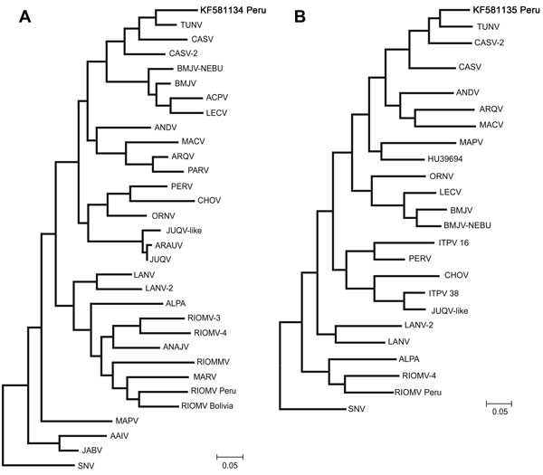 Maximum likelihood phylogenetic trees of the small (S; panel A) and medium (M; panel B) segments of the hantavirus identified in this study in Peru (boldface) compared with segments of hantaviruses from throughout South America. Trees were generated by using MEGA5.2 software (www.megasoftware.net) with 2,000 bootstrap replicates. All viruses are shown relative to North American Sin Nombre virus (SNV; GenBank accession nos. L25784, L25783 [for M segment]). Hu39694 (AF028023 [M]) is also shown. TU