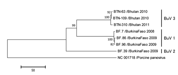 Phylogenetic trees of the viral protein 1 (VP1) of bufaviruses, constructed by using deduced amino acid sequences by neighbor-joining method. The full length open reading frames of VP1 genes were used to deduce amino acid sequences. Porcine parvovirus strain NC 001718 was used as an out-group. The numbers adjacent to the nodes represent the bootstrap values, and values &lt;50% are not shown. Scale bar indicates the genetic distances expressed as amino acid substitutions per site. Accession numbe