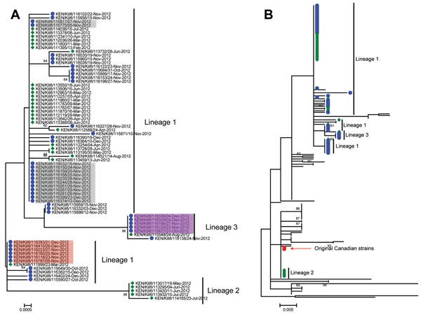Phylogeny of respiratory syncytial virus genotype ON1 viruses detected globally and from Kilifi, Kenya. A) Maximum-likelihood, nucleotide-based phylogenetic tree showing the evolutionary relationships of the 77 Kilifi ON1 viruses across the sequenced portion (702 nt long) of the attachment (G) protein gene. The taxon nomenclature on the tree is as follows: A 3-letter code representing country of isolation/(location within country of isolation, if provided)/GenBank accession number (or identifica