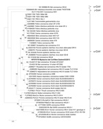 Thumbnail of Phylogenetic tree showing genetic relatedness of spike protein amino acid sequence for Mystacina sp. bat coronavirus (CoV)/New Zealand/2013 (shown in boldface) with those of known coronaviruses. Evolutionary history was inferred for 492 informative amino acid sites by using the maximum-likelihood method based on the Whilan and Goldman + F model with gamma distribution and invariant sites in MEGA 5.05 software (www.megasoftware.net). Bootstrap values are calculated from 1,000 trees (