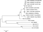 Thumbnail of Phylogram of morbillivirus phosphoprotein gene sequences. MEGA 5.0 software (www.megasoftware.net/) was used to construct the maximum-likelihood phylogenetic trees. A Tamura-Nei substitution model and a bootstrap resampling (1,000 replicates) were used to assess the reliability of the trees. Bootstrapping values are indicated as percentages next to bifurcations. The new isolate from this study has the GenBank accession no. KF695110. Sequence names include the virus name (CeMV, cetac