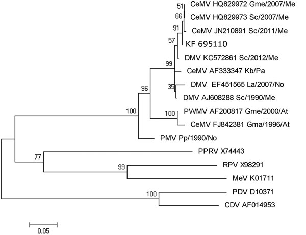 Phylogram of morbillivirus phosphoprotein gene sequences. MEGA 5.0 software (www.megasoftware.net/) was used to construct the maximum-likelihood phylogenetic trees. A Tamura-Nei substitution model and a bootstrap resampling (1,000 replicates) were used to assess the reliability of the trees. Bootstrapping values are indicated as percentages next to bifurcations. The new isolate from this study has the GenBank accession no. KF695110. Sequence names include the virus name (CeMV, cetacean morbilliv
