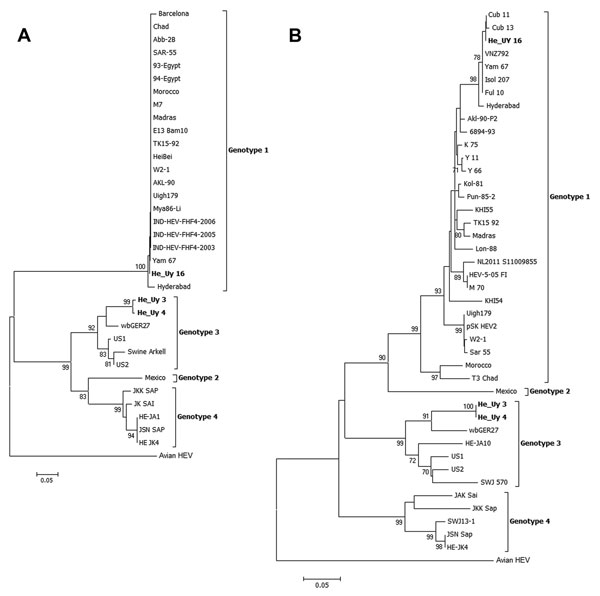 Phylogenetic tree of the Hepatitis E virus constructed on the basis of A) the partial 137-nt open reading frame (ORF) 2–3 overlapping region and B) the 244-nt sequence of the RNA dependent RNA polymerase within ORF1. Trees were generated by using the neighbor-joining method with the Kimura 2-parameter as the substitution model. The robustness of the trees was determined by bootstrap for 1,000 replicates. Values ≥70% are shown. Strains isolated in Uruguay are shown in boldface. The isolate of gen