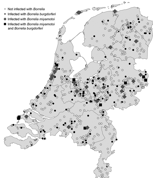 Locations of ticks collected through the website http://www.tekenradar.nl in the Netherlands during summer 2012,. Ticks included in the study were submitted from all parts of the country; ticks positive for Borrelia miyamotoi and B. burgdorferi were found in almost every region.