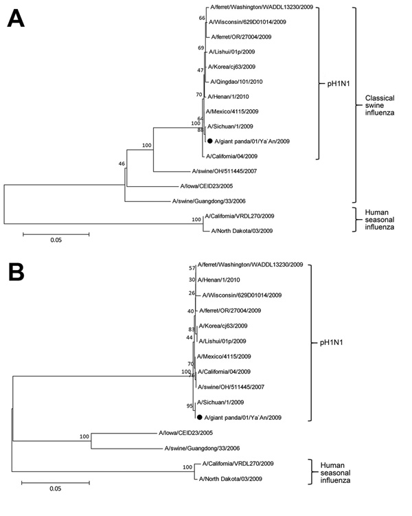 Figure 2 - Influenza A(H1N1)pdm09 Virus Infection in Giant Pandas