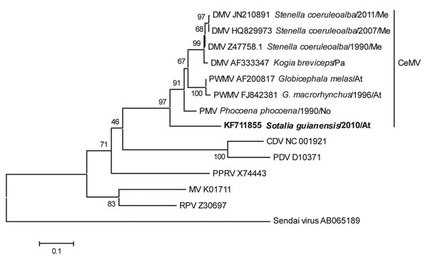 Phylogenetic tree of a 374-bp conserved region from the phosphoprotein gene of a cetacean morbillivirus isolated from a Guiana dolphin (in boldface; GenBank accession no. KF711855) and 12 other previously described morbilliviruses. Sendai virus was added as an outgroup member. Sequences were aligned and a neighbor-joining tree with 1,000 bootstrap replications was generated by using MEGA5 (http://megasoftware.net/). For comparison, recognized viruses of the Morbillivirus spp. (Measles virus [MV]