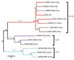 Thumbnail of Neighbor-joining tree of 14 Francisella tularensis subsp. tularensis group A.I strains constructed on the basis of single-nucleotide polymorphisms (SNPs) discovered from whole-genome sequencing. Lines represent major groups within A.I: red, A.I.12; purple, A.I.8; blue, A.I.3. Branch nomenclature for each group is indicated by green text. Bootstrap values for each group and subpopulation are indicated in black font. Pulsed-field gel electrophoresis classifications (A1a and A1b) are i