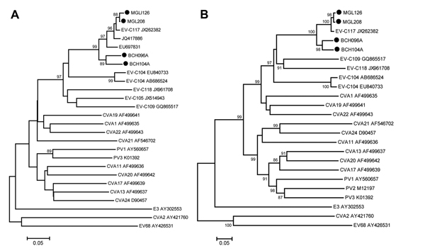 Phylogenetic analysis of enterovirus genotype C117 (EV-C117) based on nucleotide sequences. Phylogenetic trees were generated with 1,000 bootstrap replicates. Neighbor-joining analysis of the targeted nucleotide sequence was performed by using the Kimura 2-parameter model with Molecular Evolutionary Genetics Analysis (MEGA) software version 4.0 (http://www.megasoftware.net). The EV-C117 strains identified in this study are indicated by black circles. Enterovirus 68, cocksackievirus (CV) A2, and 