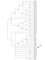 Thumbnail of Neighbor-joining tree of Coxiella burnetii genotypes determined by multispacer sequence typing. Arrow indicates new genotype in Saudi Arabia.