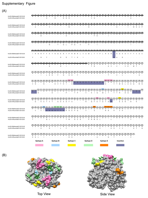 Appendix. Differences in the major capsid protein (VP1) between norovirus strains GII.4 and GII.6. A) Amino acid sequence alignment of the VP1 sequences. The shell (S) domain is highlighted with a dark line, and the protruding (P) domain is highlighted with a gray line. The color code for each of the epitopes and insertions is indicated. Residue numbers are based on norovirus strain GII.4. B) Top and side views of the P domain of GII.4 norovirus showing the location of the epitopes and the carbo