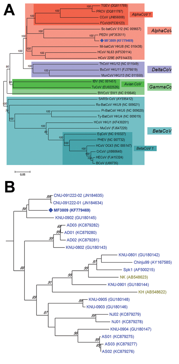 A) Relationships between the PEDV variant (MF3809/2008/South Korea) and other coronaviruses based on the full-length spike gene. PEDV, porcene epidemic diarrhea virus; TGEV, transmissible gastroenteritis virus; PRCV, porcine respiratory coronavirus; CCoV, canine coronavirus; FCoV, feline coronavirus; HCoV, human coronavirus; Mi-batCoV, Miniopterus bat coronavirus; Sc-batCoV, Scotophilus bat coronavirus; HECoV, human enteric coronavirus; BCoV, bovine coronavirus; PHEV, porcine hemagglutinating en