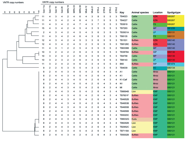Dendogram depicting the genetic homology between isolates obtained in study of bovine tuberculosis transmission in the Greater Kruger National Park Complex during August 2012–February 2013 and from other outbreaks in South Africa. Colors differentiate the isolates. EC, Eastern Cape; FS, Free State; HiP, Hluhluwe iMofolozi Game Reserve; KNP, Kruger National Park (current study area [Mnisi]); KZN, Kwa-Zulu Natal; LP, Limpopo; MP, Mpumalanga; VNTR, variable number tandem repeat typing. 