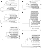 Thumbnail of Phylogenetic trees of rotavirus A (RVA) isolates based on the open reading frames of genes coding for the viral protein (VP) regions. A) VP1 (nt 73–390); B) VP2 (nt 1–425); C) VP3 (nt 44–880); D) VP7 (nt 48–1029); E) VP4 (nt 36–817); F) VP6 (nt 44–1326). The G3P[19] strain ROMA116 identified from the patient in Italy described in this article is highlighted with a black diamond. Trees were built with the maximum likelihood method and bootstrapped with 1,000 repetitions; bootstrap va
