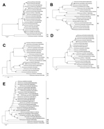 Thumbnail of Phylogenetic trees of rotavirus A (RVA) isolates based on the open reading frames of genes coding for the nonstructural protein (NS) regions. A) NS1 (nt 67–1087), B) NS2 (nt 47–1012), C) NS3 (nt 31–1049), D) NS4 (nt 49–660), and E) NS5 (nt 63–627). The G3P[19] strain ROMA116 identified from the patient in Italy described in this article is highlighted with a black diamond. Trees were built with the maximum likelihood method and bootstrapped with 1,000 repetitions; bootstrap values &