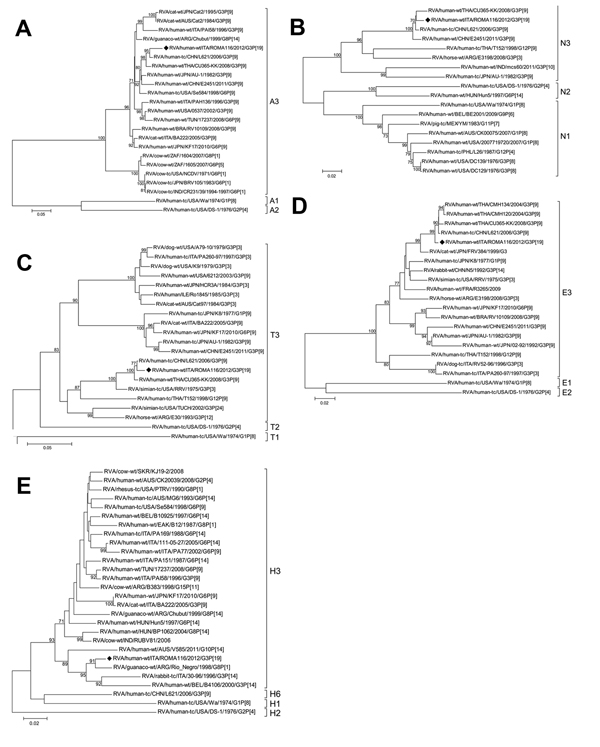 Phylogenetic trees of rotavirus A (RVA) isolates based on the open reading frames of genes coding for the nonstructural protein (NS) regions. A) NS1 (nt 67–1087), B) NS2 (nt 47–1012), C) NS3 (nt 31–1049), D) NS4 (nt 49–660), and E) NS5 (nt 63–627). The G3P[19] strain ROMA116 identified from the patient in Italy described in this article is highlighted with a black diamond. Trees were built with the maximum likelihood method and bootstrapped with 1,000 repetitions; bootstrap values &lt;70 are not