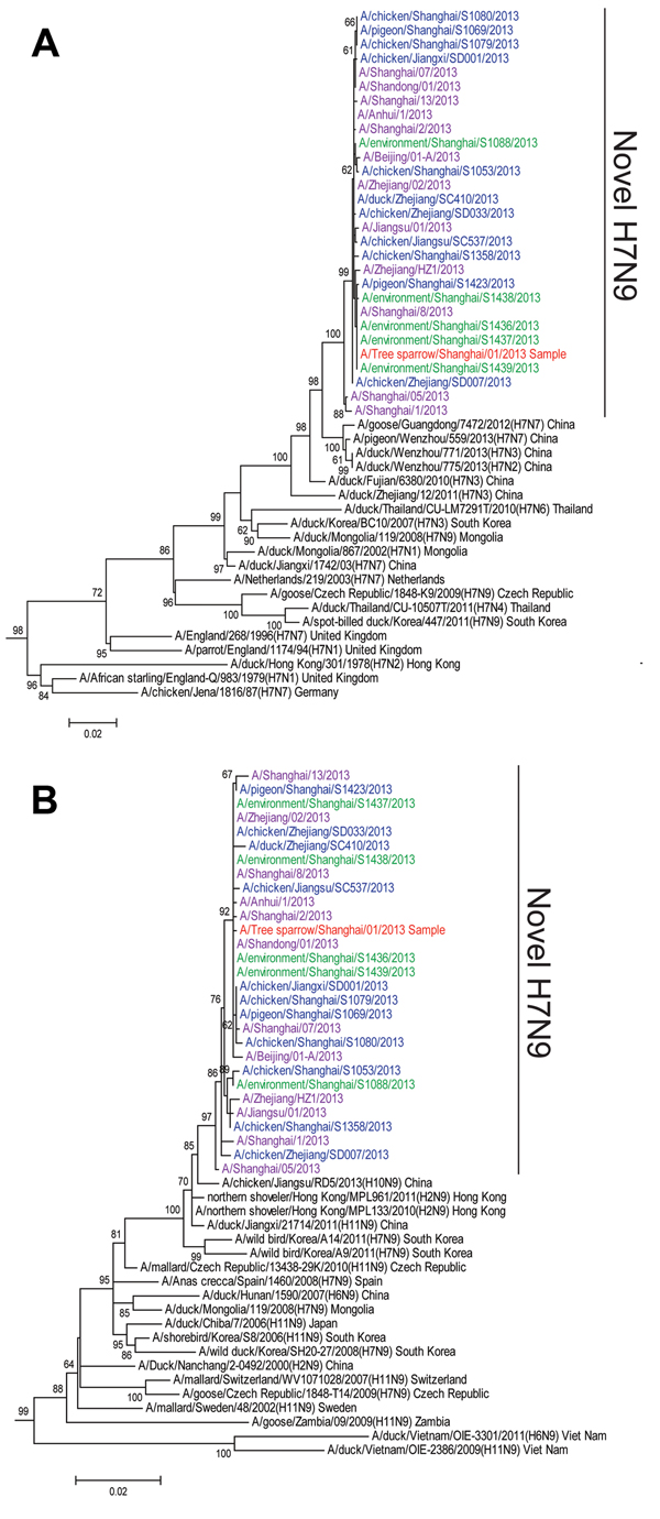 Phylogenetic tree of the hemagglutinin (A) and neuraminidase (B) genes of influenza A(H7N9) viruses. Multiple alignments were constructed by using the MUSCLE algorithm of MEGA software version 5.10 (www.megasoftware.net). Phylogenetic trees were constructed by using the neighbor-joining method with bootstrap analyses of 1,000 replications. Bootstrap values &gt;60% are shown in the nodes. Sequences of human influenza A(H7N9) viruses are shown in purple, novel subtype H7N9 viruses from poultry (ch