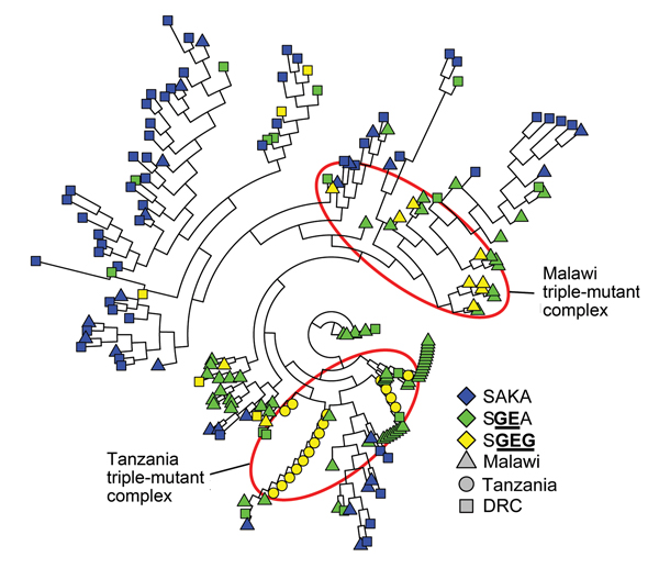 Neighbor-joining network of Plasmodium falciparum wild-type (SAKA) and mutant (SGEA and SGEG) dihydropteroate synthase  (dhps) haplotypes, eastern Africa. Pairwise linear genetic distances among 193 parasite isolates were computed in GenAlEx (21) inputted into PHYLIP v3.67 (27,28) to calculate an unrooted neighbor-joining tree, and rendered in R v3.0.1 (http://www.r-project.org/) by using the ape package. For visualization, branch lengths were uniformly lengthened if not equal to 0. The dhps hap