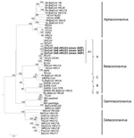 Thumbnail of Phylogenetic analysis of open reading frame (ORF) 1b polyprotein of dromedary camel coronavirus (DcCoV) UAE-HKU23 from dromedaries of the Middle East, 2013. The tree was constructed by the neighbor-joining method, using Jones-Taylor-Thornton substitution model with gamma distributed rate variation and bootstrap values calculated from 1,000 trees. Bootstrap values of &lt;70% are not shown. A total of 2,725 aa positions in ORF1b polyprotein were included in the analysis. The tree was 