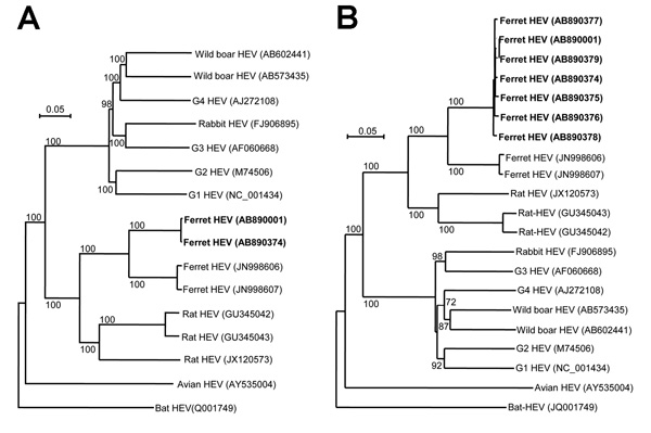 Phylogenetic relationships among genotypes 1–4 and wild boar, rabbit, rat, avian, bat, and ferret isolates of hepatitis E virus. Nucleic acid sequence alignment was performed by using Clustal X 1.81 (www.clustal.org/clustal2/). Genetic distance was calculated by using Kimura’s 2-parameter method. Phylogenetic trees with 1,000 bootstrap replicates were generated by using the neighbor-joining method (Njplot 2.3, http://njplot.sharewarejunction.com/) based on A) the entire genome and B) open readin