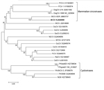 Thumbnail of Phylogenetic tree constructed on the basis of the Rep protein sequence of the mink circovirus by using the neighbor-joining method in MEGA5 (http://www.megasoftware.net). Representative members of the genera Circovirus and Cyclovirus were included in the analysis, and GenBank accession numbers are indicated. Numbers at nodes indicate bootstrap values based on 1,000 replicates. Scale bar indicates nucleotide substitutions per site. The strain sequenced from the mink in Dalian, China,