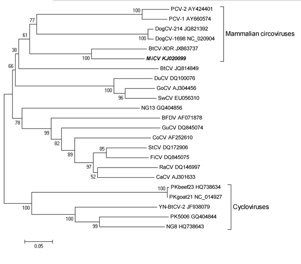 Phylogenetic tree constructed on the basis of the Rep protein sequence of the mink circovirus by using the neighbor-joining method in MEGA5 (http://www.megasoftware.net). Representative members of the genera Circovirus and Cyclovirus were included in the analysis, and GenBank accession numbers are indicated. Numbers at nodes indicate bootstrap values based on 1,000 replicates. Scale bar indicates nucleotide substitutions per site. The strain sequenced from the mink in Dalian, China, during 2013 