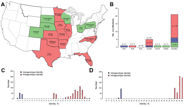 Epidemiologic and molecular distribution of porcine rotavirus H (RVH) strains, United States, 2006–2009. A) Geographic distribution of RVH-positive porcine samples/total number of samples tested. Pink indicates states containing positive samples; green indicates states negative samples; white indicates states from which samples were not submitted. B) Distribution of RVH-positive samples and age group in pigs co-infected with RVA, RVB, and/or RVC. Blue indicates samples from the 4–20-day age grou