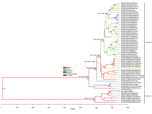 Bayesian maximum clade credibility tree representing the time-scale phylogeny of Mayaro virus (MAYV) by analysis of 2-kb genomic fragments, including the 3′ segment of the envelope (E)2 protein, the complete E1 protein, and the 3′ non-coding region (NCR). Phylogenetic analysis was performed by using Bayesian Markov chain Monte Carlo (MCMC) tree-sampling method implemented in BEAST (http://beast.bio.ed.ac.uk). The general time reversible model of nucleotide substitution with gamma distributed rat