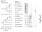 Thumbnail of Repetitive sequence–based PCR dendrogram comparing strain types of 2 Mycobacterium abscessus isolates associated with laparoscopic band infections, with a laboratory control strain, and 9 other environmental isolates, Australia. *Isolate 12 (patient PB) is indistinguishable from strain 13, isolated from a domestic rainwater tank. #Strain 16 (patient MC) shares 90% similarity with an epidemiologically unrelated domestic bathroom water isolate.