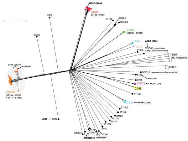  Klebsiella pneumoniaeInduced Liver Abscesses, Germany