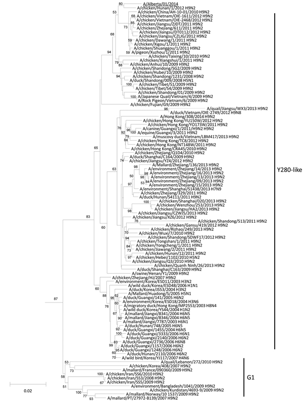 Neighbor-joining phylogenetic tree of the polymerase basic 2 (PB2) genes of H9N2 subtype lineage avian influenza A viruses with A/Alberta/01/2014 (GISAID accession no. EPI500778). The avian influenza A(H5N1) virus detected in Canada is underlined. Major lineages of the H9N2 subtype–like PB2 genes are depicted to the right of the phylogenetic clusters. Bootstraps generated from 1,000 replicates are shown at branch nodes. Scale bar represents nucleotide substitutions per site. For a full-size vers
