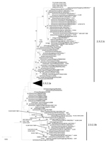 Thumbnail of Neighbor-joining phylogenetic tree of the hemagglutinin (HA) genes of clade 2.3.2.1 highly pathogenic avian influenza A(H5N1) viruses with A/Alberta/01/2014 (GISAID accession no. EPI500771). The avian influenza A(H5N1) virus detected in Canada is underlined. The nearest reassortant World Health Organization candidate vaccine viruses (CVV) for each group of clade 2.3.2.1 are denoted by CVV. Asterisks indicated viruses collected in 2012–2014. Amino acid differences at branch nodes ind