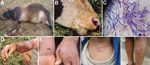 Thumbnail of Signs of anthrax in infected animals, Bhutan, 2010. A) The carcass of an affected bull, showing bloating. B) Bleeding of unclotted blood from a cow’s nostril. C) Rod-shaped Bacillus anthracis bacilli from 1 of the infected animals.