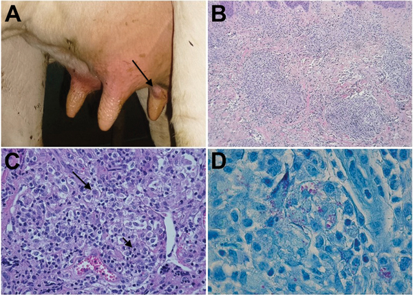 Lesions of cows with bovine nodular thelitis, Jura, France. A) Nodule on a bovine teat (arrow). B) Nodular granulomatous dermatitis,  hematoxylin and eosin stained, original magnification ×100). C) Nodular granulomatous dermatitis, showing foamy macrophages (large arrow) and lymphocytes (small arrow) in an inflammatory infiltrate, original magnification ×400. D) Acid-fast bacteria. Ziehl-Neelsen stained, original magnification ×1,000.