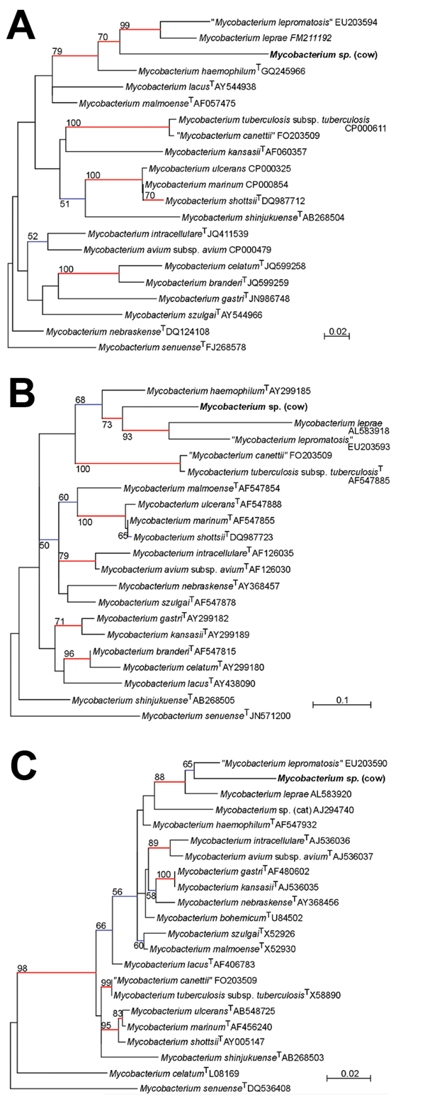 A) Phylogenetic trees based on partial A) β-subunit of RNA polymerase, B) partial heat shock protein 65 sequences, and C) partial 16S rRNA gene sequences of Mycobacterium spp., Jura, France. Phylogenies were inferred by using PhyML (http://code.google.com/p/phyml/) with the general time reversible evolutionary model (7). Trees were rooted by using M. setuense as an outgroup. Strains isolated in this study are indicated in bold. Values along the branches are bootstrap values (bootstrapped 1,000 t