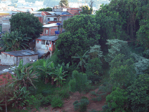 A typical area where infection with the Rickettsia rickettsii bacterium occurs, manifested as Rocky Mountain spotted fever, in the metropolitan area of São Paulo, Brazil. Humans have constructed their homes in the Atlantic rainforest fragment (habitat of the Amblyomma aureolatum tick, a vector of R. rickettsii), where many dogs are unrestrained. Dogs frequently enter the forest, become infested by adult A.aureolatum ticks, and bring them into homes, allowing the direct transfer of feeding ticks 