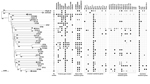Thumbnail of Phylogenetic tree of the 167 Klebsiella pneumoniae genomes as determined on the basis of core genome multilocus sequence typing (cgMLST) genes and distribution of virulence and resistance features. The tree was inferred from minimum evolution analysis based on aligned cgMLST sequences, with K. variicola and KpII-B sequences as outgroups. Terminal branches corresponding to different taxa from the same clonal group (CG) or sequence type (ST) are shown as triangles of depth proportiona