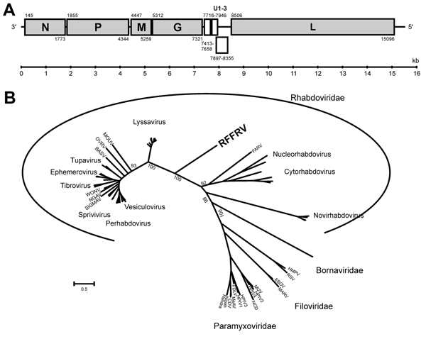 Genome organization and phylogenetic analysis of RFFRV. A) Genome organization of RFFRV. Indicated are the locations of the major ORFs (including the positions of the first and last nucleotide) and 3 theoretical minor ORFs between the G and L genes. B) Phylogenetic maximum-likelihood tree using the WAG+F+I+G model and 100 bootstrap replicates in MEGA5 (http://www.megasoftware.net) of the deduced amino acid sequence of the L genes of various viruses of the order Mononegavirales. G, glycoprotein; 