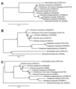 Thumbnail of Phylogenetic trees of Ehrlichia sp. from horses in Nicaragua and selected bacterial species (GenBank accession numbers for reference sequences in parenthesis) based on partial sequences from genes coding for 16SrRNA (A), GroEL (B), and SodB (C). Sequences were aligned by using MUSCLE version 3.7 (http://www.ebi.ac.uk/Tools/msa/muscle/), and alignments were refined by using Gblocks version 0.91b (http://www.idtdna.com/gblocks.com). Phylogenetic trees were constructed by using PhyML v
