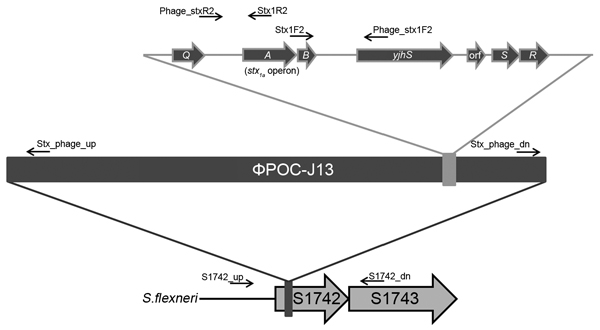 Schematic of PCR designed to determine that Shiga toxin 1a gene (stx1a) is phage encoded and inserted into the S1742 locus of Shigella flexneri. The genetic map shows the insertion of ϕPOC-J13 into locus S1742 of stx1a-encoding S. flexneri. Location and direction of the primers used for PCR analyses are indicated. The top part of the figure indicates the genes flanking the stx1a operon. Q, antiterminator; A and B, Stx1a subunits that form the assembled toxin (A is the stx1aA subunit and B is the