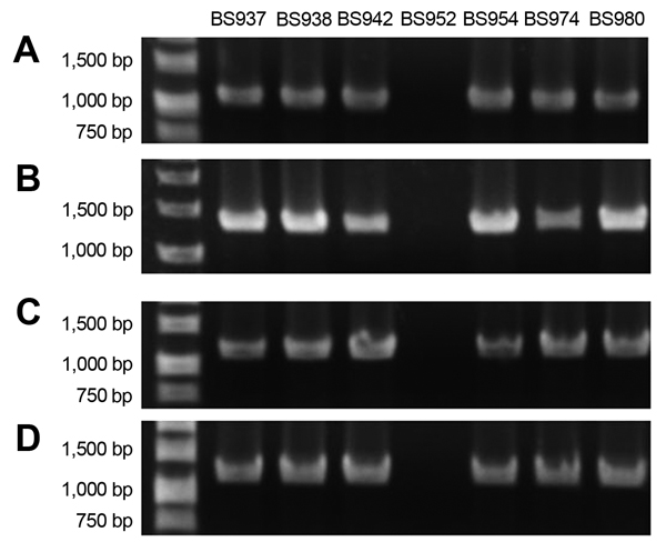 PCR results from representative clinical isolates illustrate that the Shiga toxin 1a gene (stx1a) is phage encoded and inserted into the S1742 locus of Shigella flexneri. PCRs based on the primer scheme detailed in Figure 4 are shown for 6 stx1a-positive strains (BS937, BS938, BS942, BS954, BS974, BS980) and 1 stx1a-negative isolate (BS952). To show that stx1a is phage encoded, we used primer pairs Stx1R2/Phage_stxR2 (A) and Phage_stx1F2.Stx1F2 (B). To analyze the insertion of ϕPOC-J13 into locu