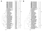 Thumbnail of Phylogenetic analyses based on the nucleotide sequences of the spike gene (A) and S1 portion (B) of porcine epidemic diarrhea virus (PEDV) strains. A putative similar region of the spike protein of transmissible gastroenteritis virus (TGEV) was included as an outgroup in this study. Multiple-sequencing alignments were performed by using ClustalX (http://www.clustal.org/), and the phylogenetic tree was constructed from the aligned nucleotide sequences by using the neighbor-joining me