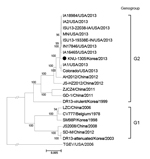 Thumbnail of Phylogenetic analysis based on the nucleotide sequences of the full-length genomes of porcine epidemic diarrhea virus (PEDV) strains (GenBank numbers are shown in Figure 1, panel A). The complete genome sequence of transmissible gastroenteritis virus (TGEV) was included as an outgroup in this study. Numbers at each branch represent bootstrap values &gt;50% of 1,000 replicates. Names of the strains, countries and years of isolation, and genogroups and subgroups proposed in this study