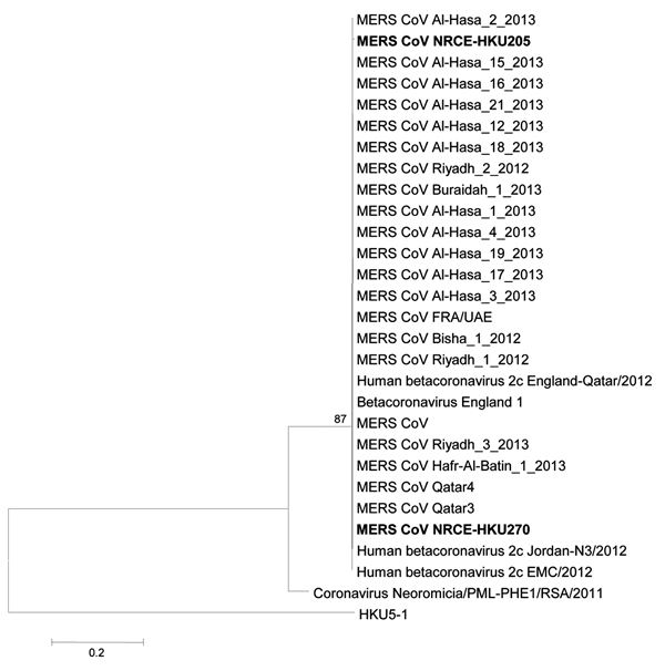Phylogenetic analyses of a partial RNA-dependent RNA polymerase (RdRp) sequence determined from samples from dromedary camels (Camelus dromedarius) NRCE-HKU205 and NRCE-HKU270 that were positive for Middle East respiratory syndrome coronavirus (MERS-CoV). The viral RdRp region analyzed is a highly conserved region of the genome (covering motif B of RdRp) in nonstructural protein 12, at position 15202–15582 of MERS-CoV genome. The partial RdRp sequence of NRCE-HKU205 (GenBank accession no. KJ4771