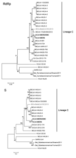 Thumbnail of Phylogenetic trees based on the deduced amino acid sequences of the partial RNA-dependent RNA polymerase (RdRp; an 816-nt sequence fragment corresponding to positions 14817–15632 in human Middle East respiratory syndrome coronavirus [hCoV-MERS; KF192507]) and complete spike (S) protein. The novel virus is shown in gray, and hCoV-MERS is shown in bold. The following coronaviruses were used (GenBank accession numbers are shown in parentheses): severe acute respiratory syndrome coronav