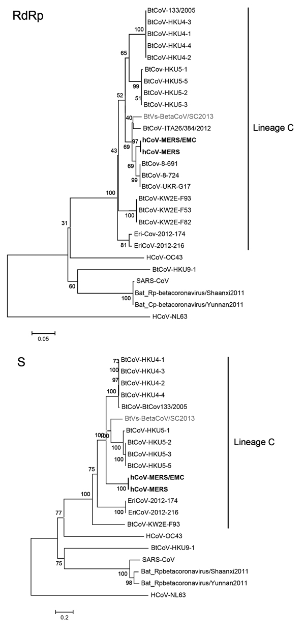 Phylogenetic trees based on the deduced amino acid sequences of the partial RNA-dependent RNA polymerase (RdRp; an 816-nt sequence fragment corresponding to positions 14817–15632 in human Middle East respiratory syndrome coronavirus [hCoV-MERS; KF192507]) and complete spike (S) protein. The novel virus is shown in gray, and hCoV-MERS is shown in bold. The following coronaviruses were used (GenBank accession numbers are shown in parentheses): severe acute respiratory syndrome coronavirus (SARS-Co