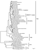 Thumbnail of Phylogenetic analysis of newly determined and available porcine epidemic diarrhea virus strains based upon the S-ORF3-E-M-N (5′-spike protein–open reading frame 3–envelope–membrane–nucleoprotein-3′) nucleotide sequences. The tree was constructed by the neighbor-joining method. Bootstrap values are indicated for each node from 1,000 resamplings. The names of the strains, years and places of isolation, GenBank accession numbers, and genogroups proposed by Huang et al. (6) are shown. B